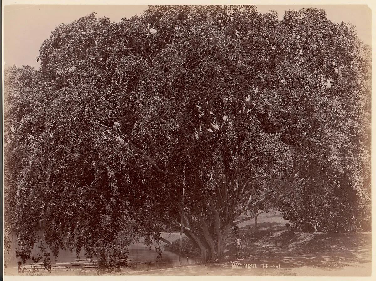 Waringin, (Banyan) — Unknown
