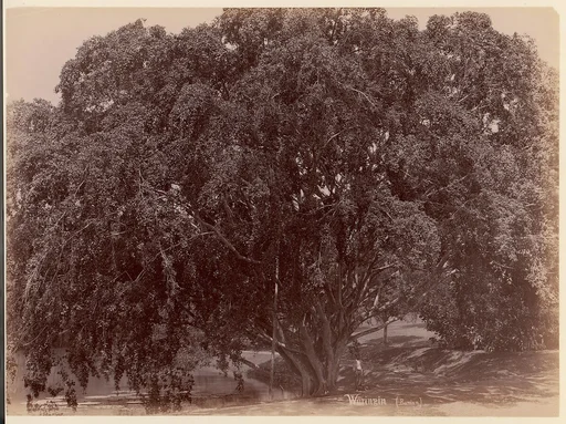 Waringin, (Banyan)