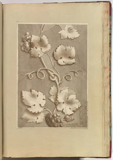 Grapes and Vine-leaves