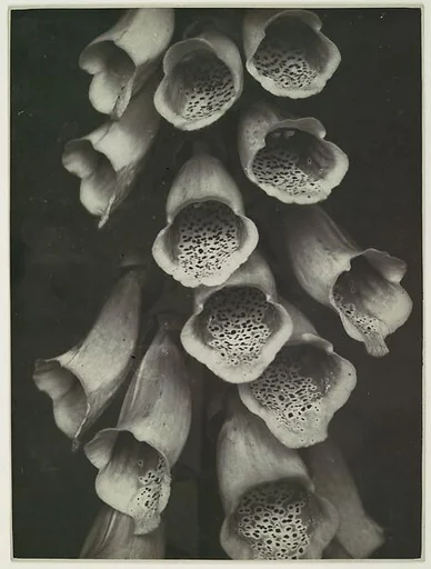 Digitalis Purpurea