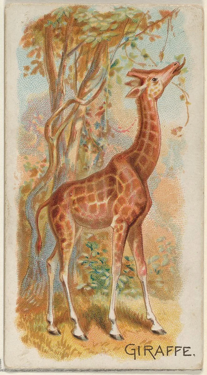Giraffe, from the Quadrupeds series (N21) for Allen & Ginter Cigarettes — Allen & Ginter|Lindner, Eddy & Claus
