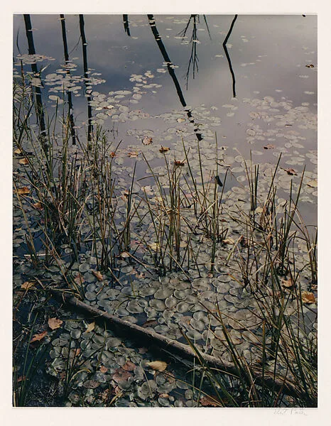 Pond, Grass and Lily Pads, Madison, New Hampshire — Eliot Porter