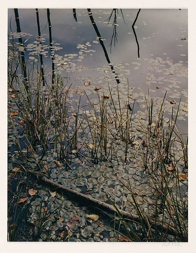 Pond, Grass and Lily Pads, Madison, New Hampshire