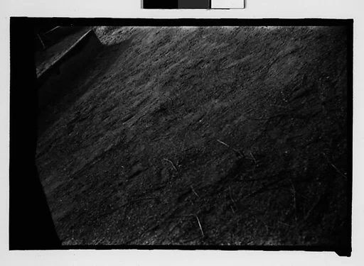 [Twenty-Eight 35mm Film Frames on Uncut Roll: 28 Studies of Ringling Circus Elephants in Winter Quarters, Sarasota, Florida]