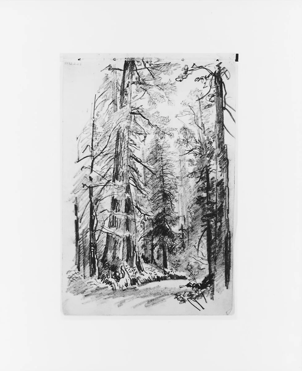 Forest Interior (from Sketchbook X) — William Trost Richards