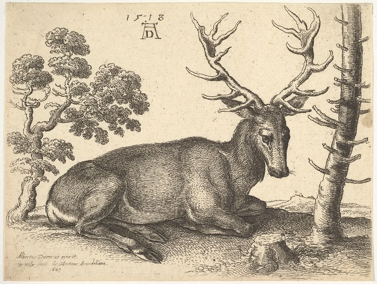 Stag lying to right — Albrecht Dürer|Wenceslaus Hollar