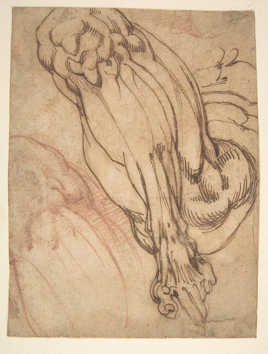 Anatomical Studies of a Leg (recto); Study of a Leg (verso) — Michelangelo Buonarroti