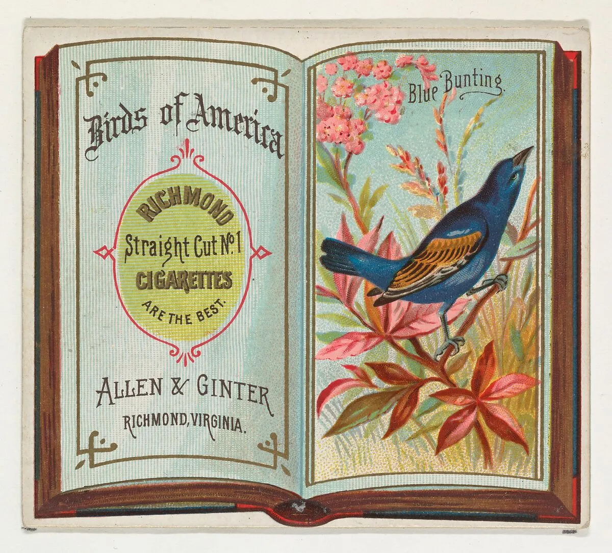 Blue Bunting, from the Birds of America series (N37) for Allen & Ginter Cigarettes — Allen & Ginter