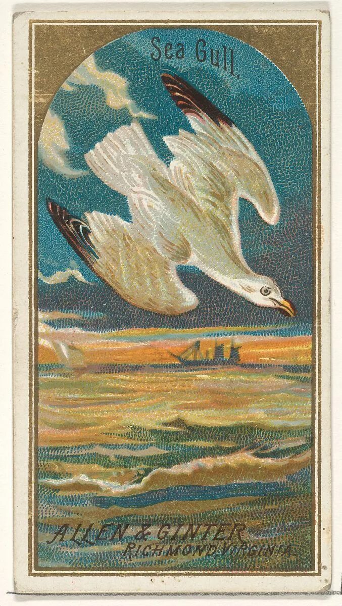 Seagull, from the Birds of America series (N4) for Allen & Ginter Cigarettes Brands — Allen & Ginter