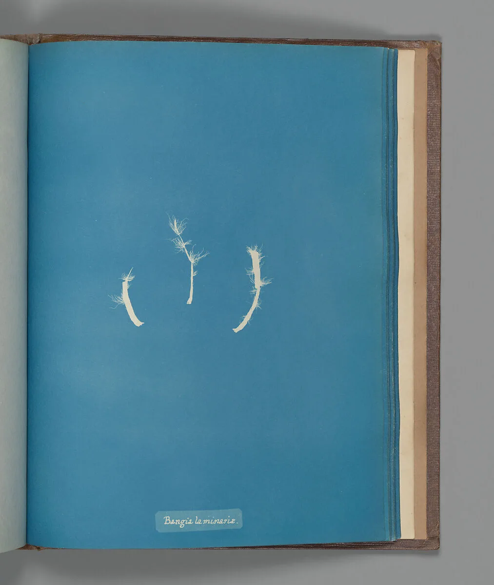 Bangia laminaræ — Anna Atkins