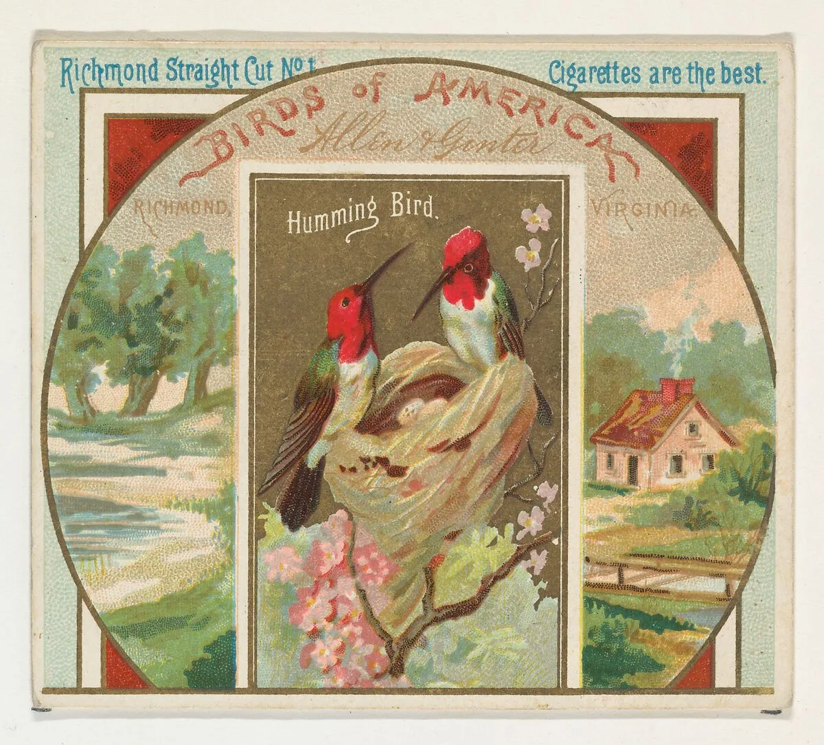 Hummingbird, from the Birds of America series (N37) for Allen & Ginter Cigarettes — Allen & Ginter