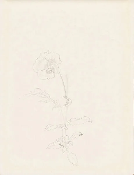 現代 謝稚柳 三色堇畫稿 冊頁|Pansy — Xie Zhiliu