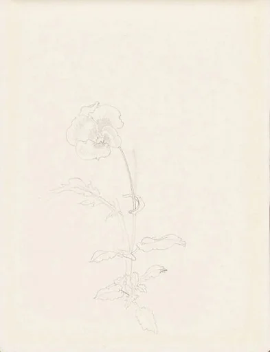 現代   謝稚柳   三色堇畫稿   冊頁|Pansy