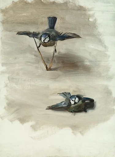 Studies of a Dead Bird
