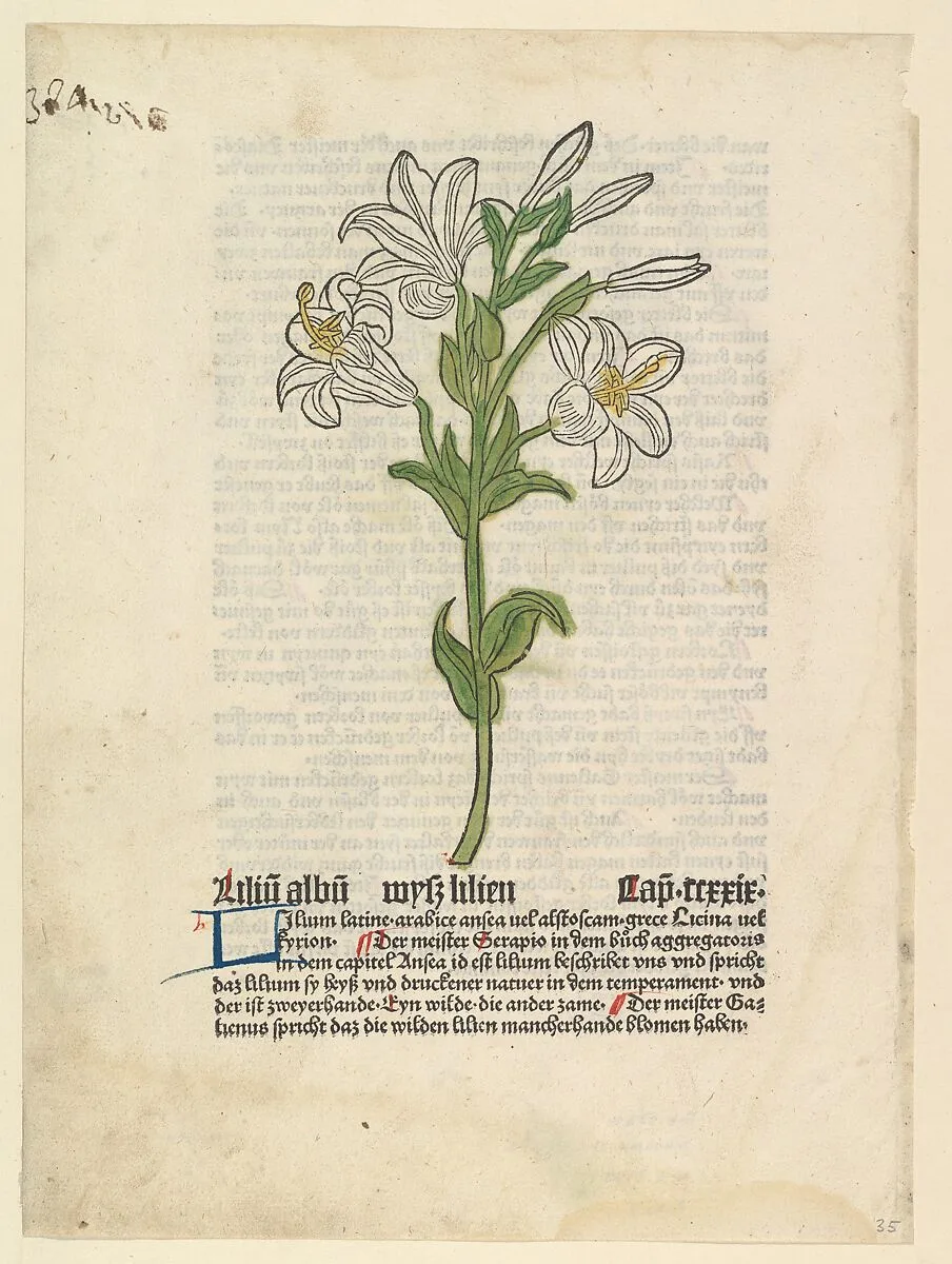 White Lily, illustration from Gart der Gesundheit (Sch.4332) — Anonymous, German, 15th century|Peter Schöffer the Elder