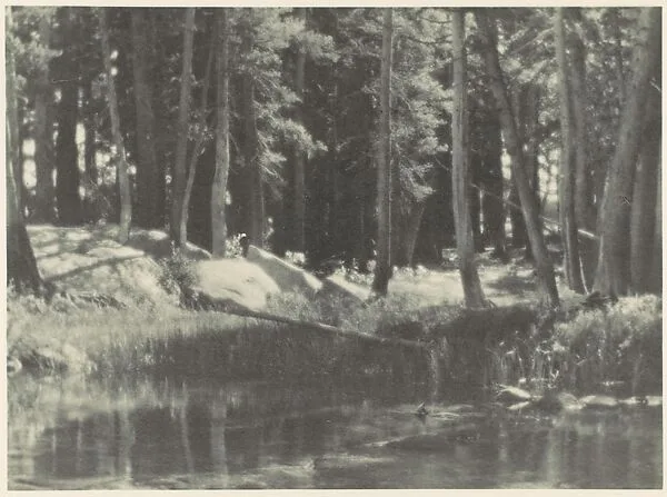 A Grove of Tamarack Pine — Ansel Easton Adams