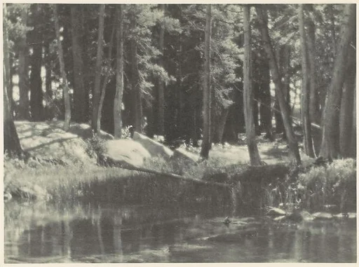 A Grove of Tamarack Pine