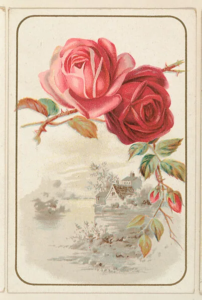 Roses, bakery card from the Picture Cards series (D63), issued by the Vienna Model Bakery — Vienna Model Bakery