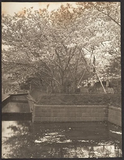 [Garden with Cherry Trees in Bloom, Pool]