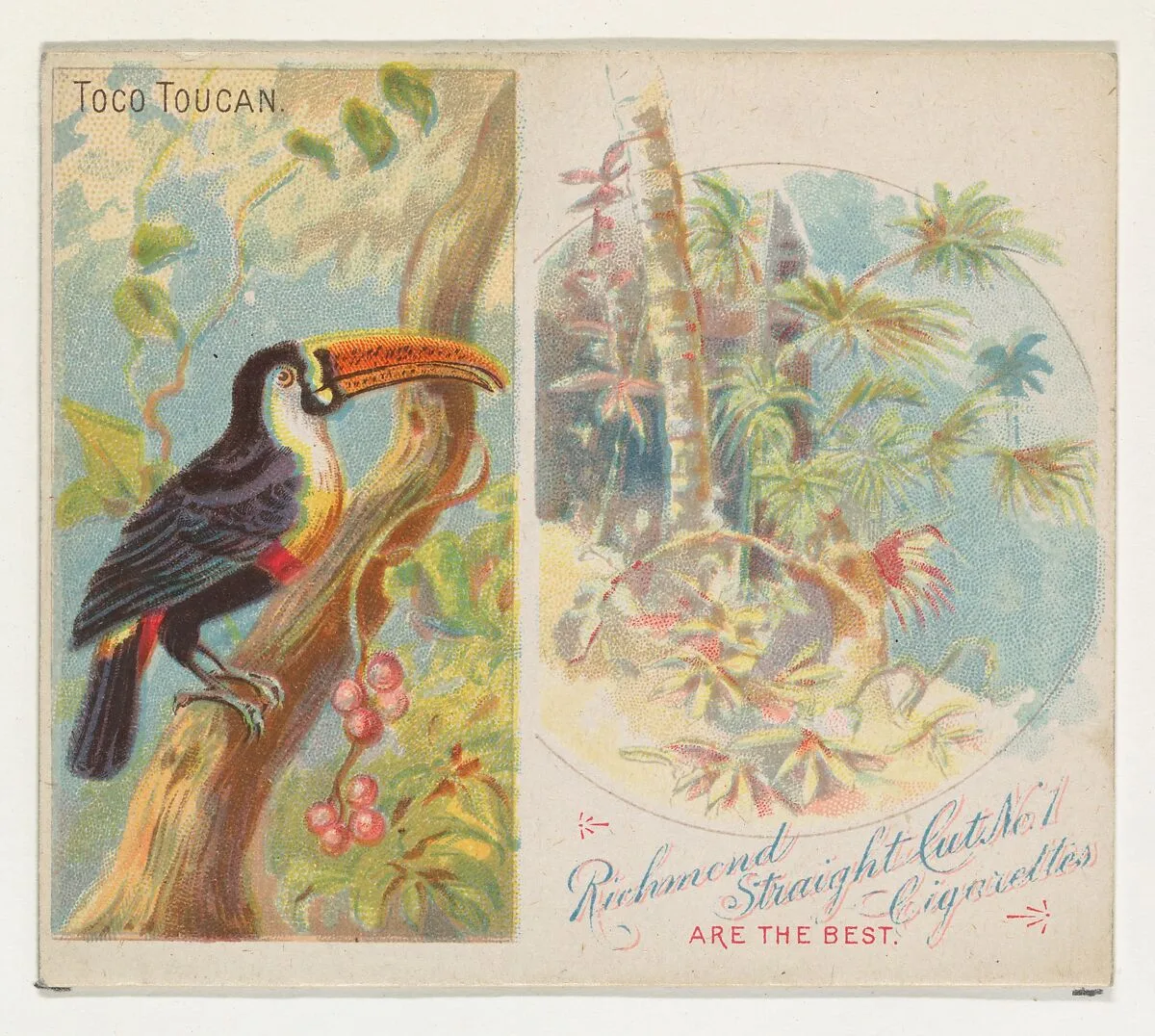 Toco Toucan, from Birds of the Tropics series (N38) for Allen & Ginter Cigarettes — Allen & Ginter|George S. Harris & Sons