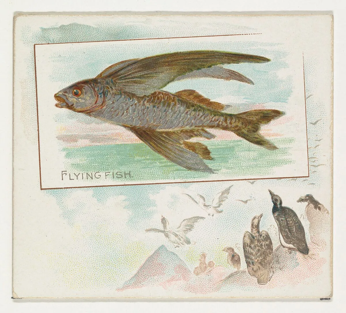 Flying Fish, from Fish from American Waters series (N39) for Allen & Ginter Cigarettes — Allen & Ginter|Lindner, Eddy & Claus