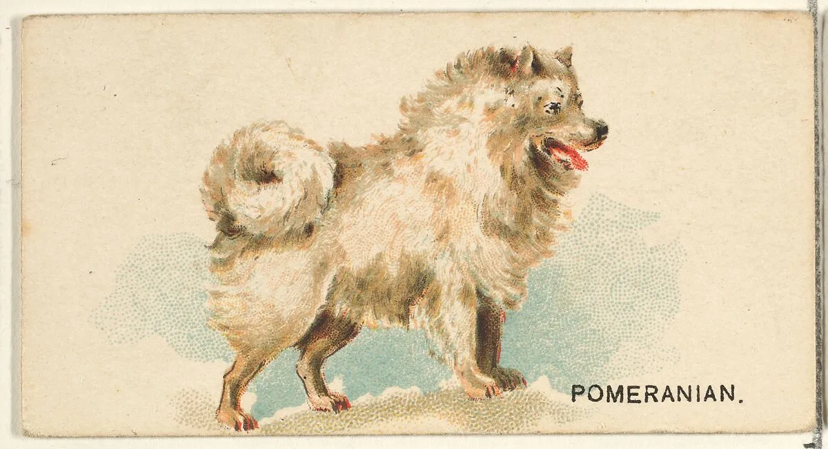 Pomeranian, from the Dogs of the World series for Old Judge Cigarettes — Goodwin & Company