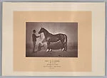 Haras de la Flandrie, Nadige