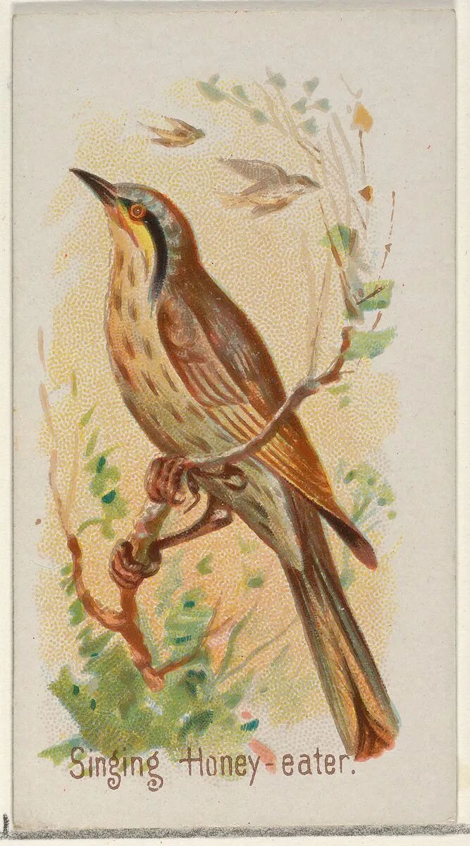 Singing Honey-eater, from the Song Birds of the World series (N23) for Allen & Ginter Cigarettes — George S. Harris & Sons|Allen & Ginter