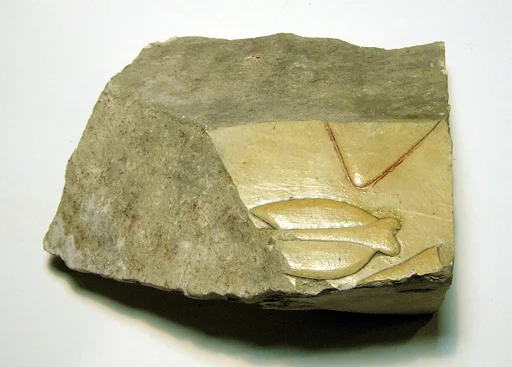 Raised relief fragment