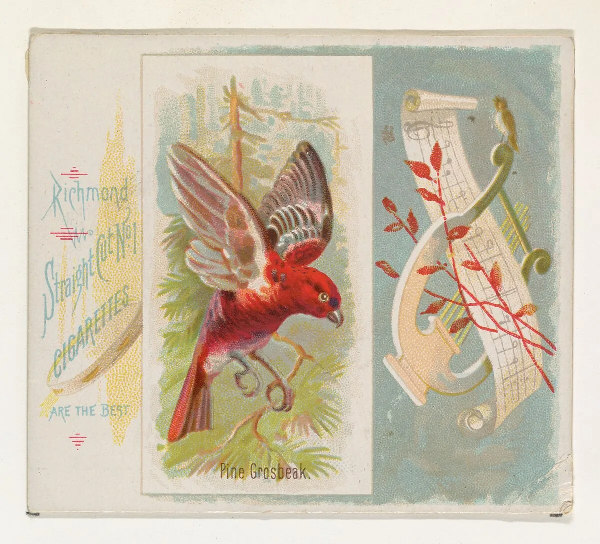Pine Grosbeak, from the Song Birds of the World series (N42) for Allen & Ginter Cigarettes — Allen & Ginter|George S. Harris & Sons