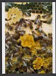 Bio Bees — Wolfgang Tillmans