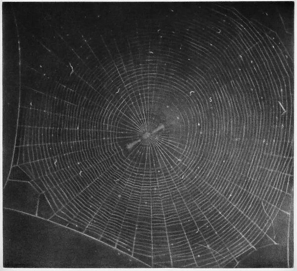 Web 2 — Vija Celmins|Lapis Press