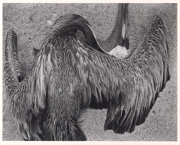 Pelican on Sand — Edward Weston|Cole Weston