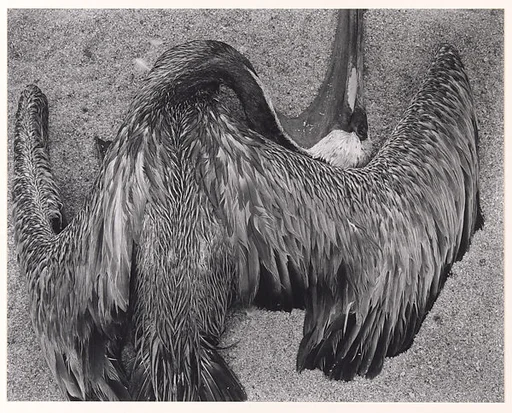 Pelican on Sand