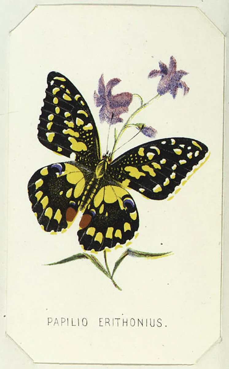 American Card Album, containing sets of collectors cards — Louis Prang & Co.