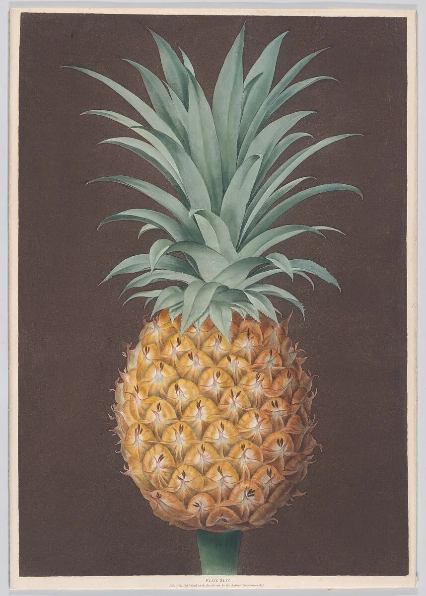The Smooth Leaved Green Antigua Pine — Richard Brookshaw|Henri Merke|Thomas Bensley|George Brookshaw