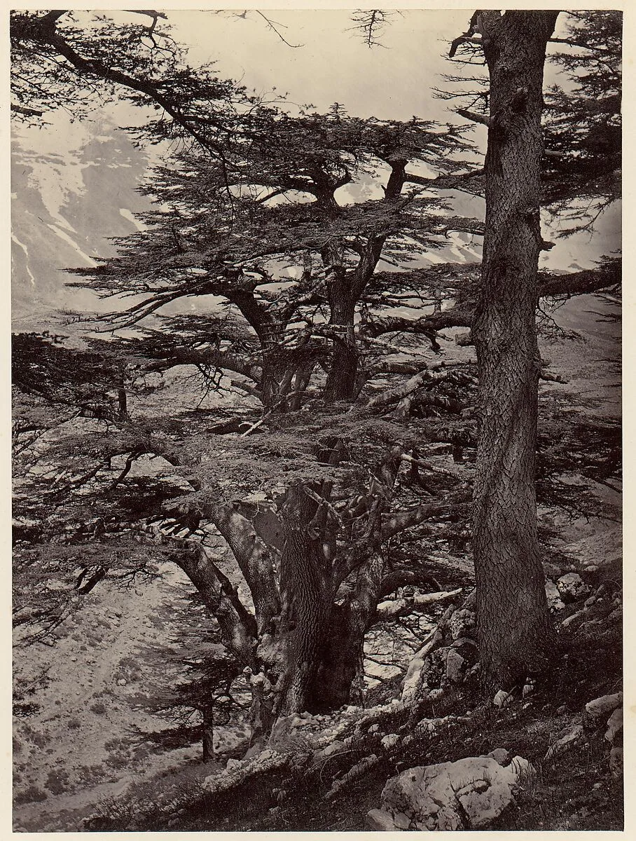 Cedars of Lebanon — Unknown