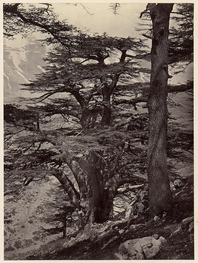 Cedars of Lebanon