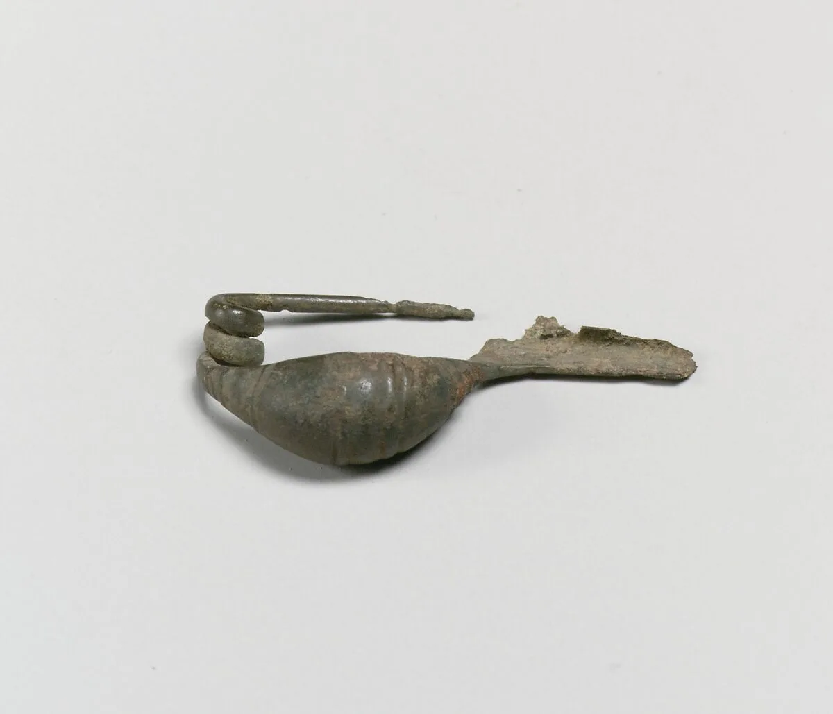 Fibula — Unknown