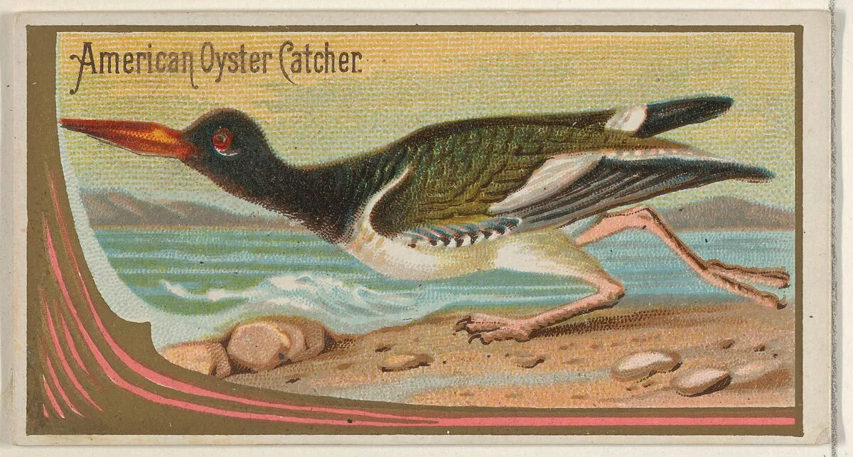 American Oyster Catcher, from the Game Birds series (N13) for Allen & Ginter Cigarettes Brands — Allen & Ginter|George S. Harris & Sons