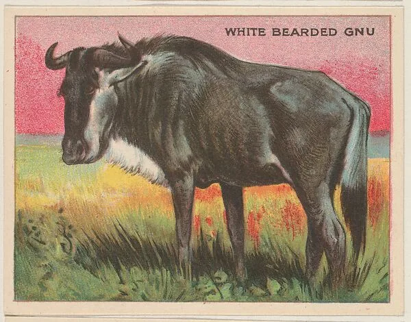 White Bearded Gnu, collector card from the Animals series (D9), issued by the Weber Baking Company to promote Onist Milk and Pullman Bread — Weber Baking Company