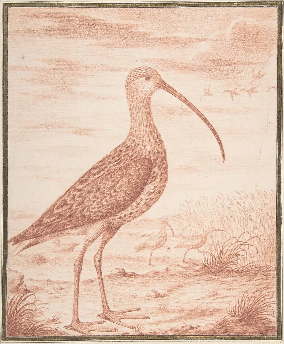 Curlews and Ducks — Nicolas Robert