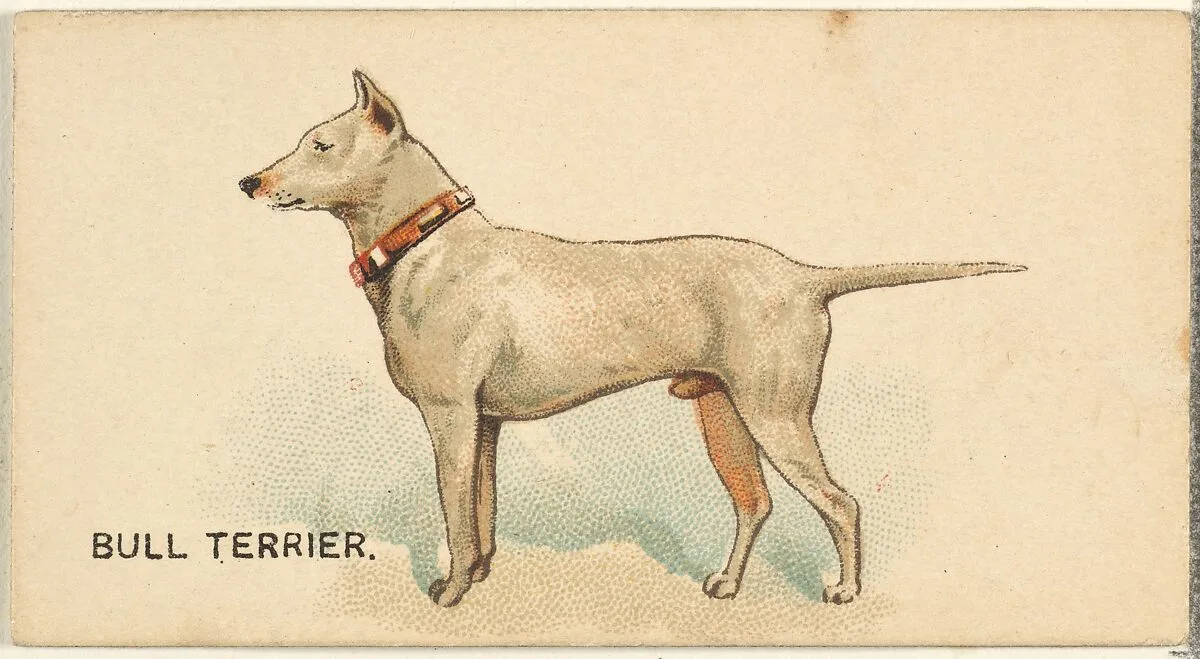 Bull Terrier, from the Dogs of the World series for Old Judge Cigarettes — Goodwin & Company