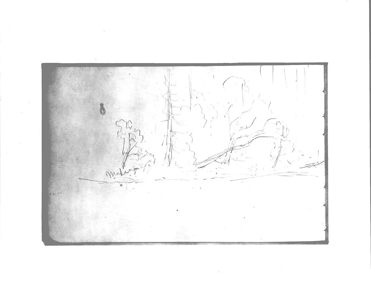 Trees (from Sketchbook) — Albert Bierstadt