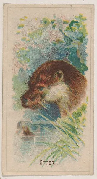 Otter, collector card from the Animal Pictures series (D8), issued by the Weber Baking Company to promote Onist Milk and Pullman Bread — Weber Baking Company