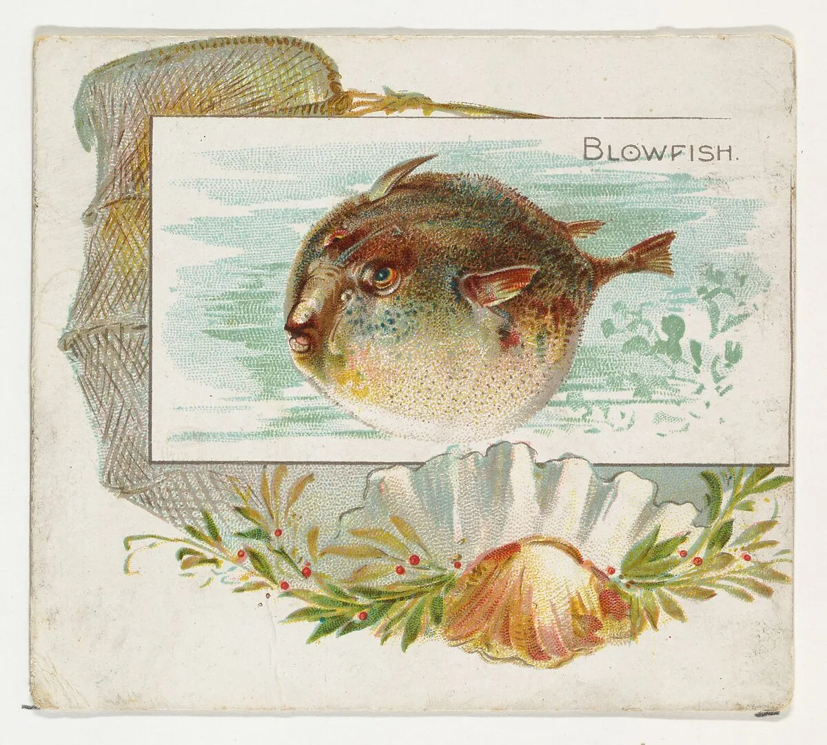 Blowfish, from Fish from American Waters series (N39) for Allen & Ginter Cigarettes — Allen & Ginter|Lindner, Eddy & Claus