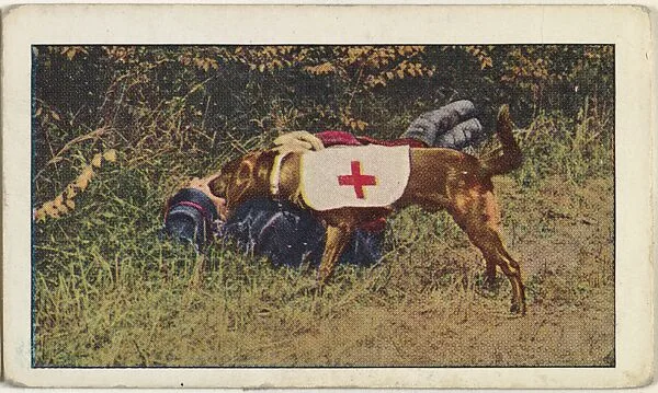 Card No. 88, A Canine Member of the French Red Cross, from the World War I Scenes series (T121) issued by Sweet Caporal Cigarettes — American Tobacco Company|Underwood & Underwood