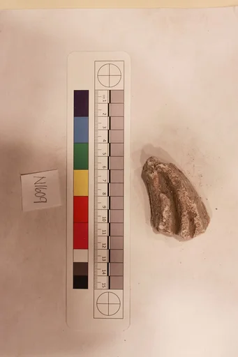 Stucco Fragment