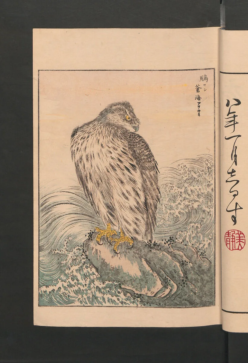 聚鳥畫譜|Picture Album of Various Birds (Shūchō gafu) — Numata Kashū