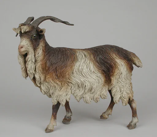 Male adult goat